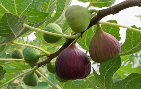 無花果樹花|無花果（イチジク）とはクワ科の落葉樹木｜代表的な 